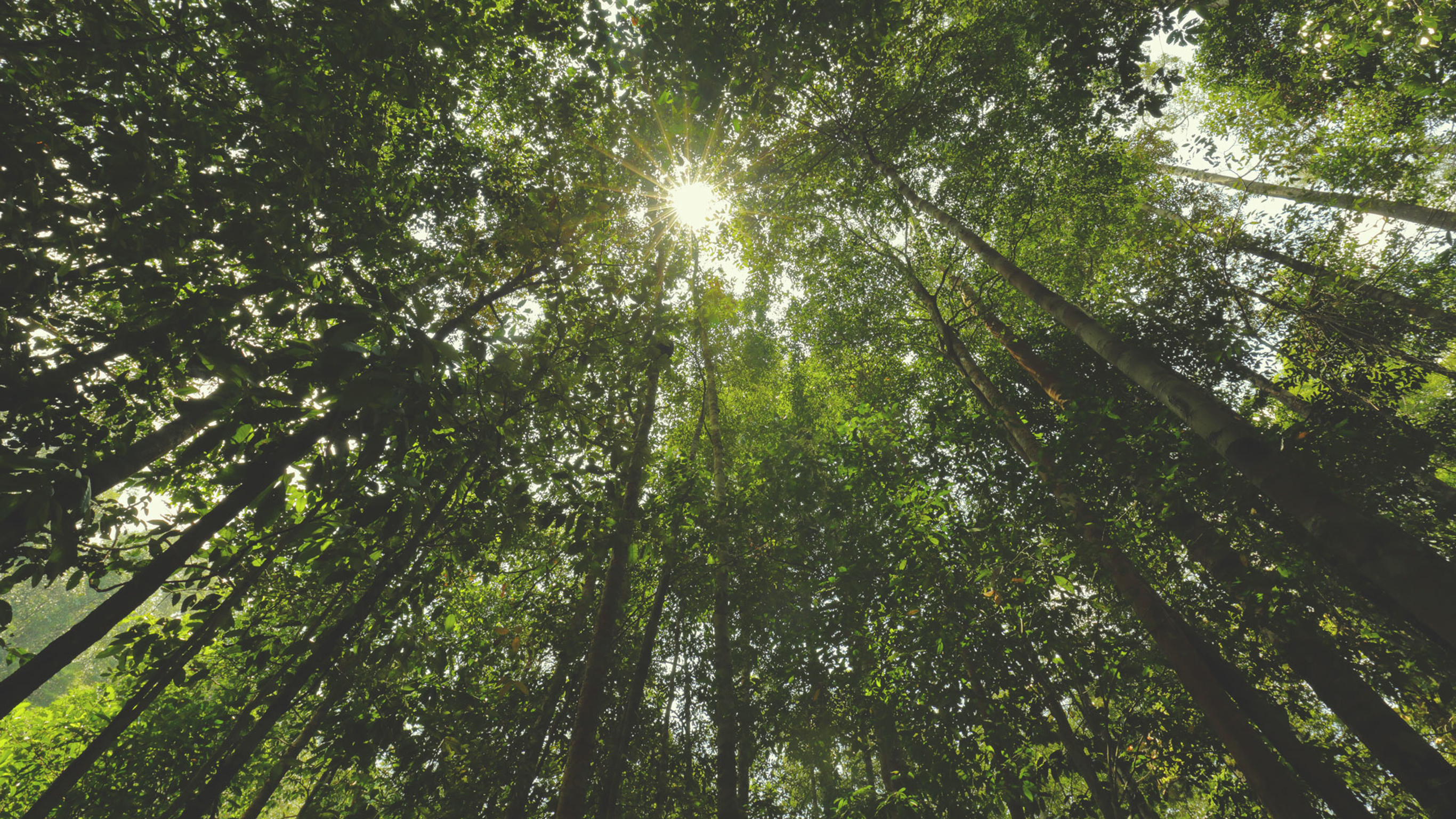 Sleep Visulization: Find Calm Under the Canopy