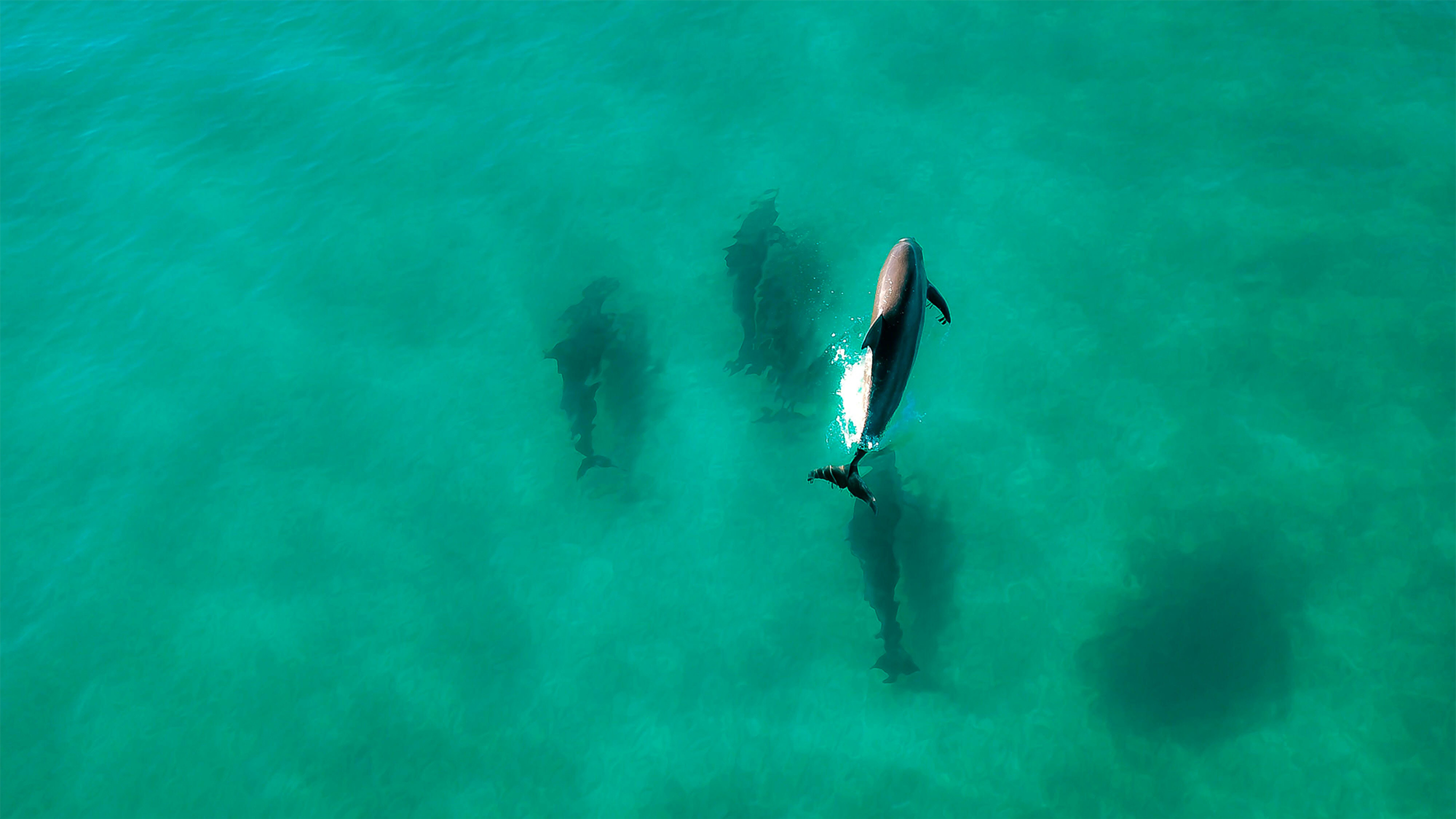 Sleep Visualization: Swim with Dolphins