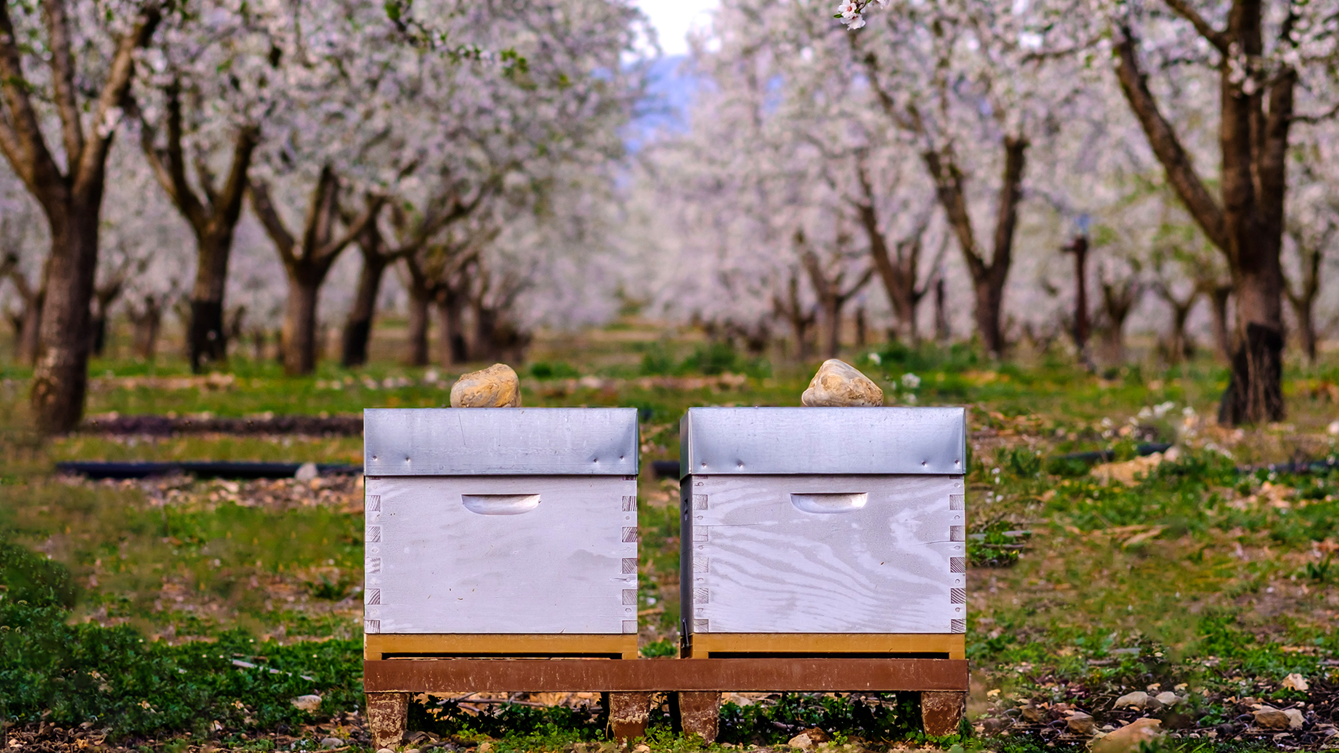 Two small bee hives in a field of trees with purple flowers.
