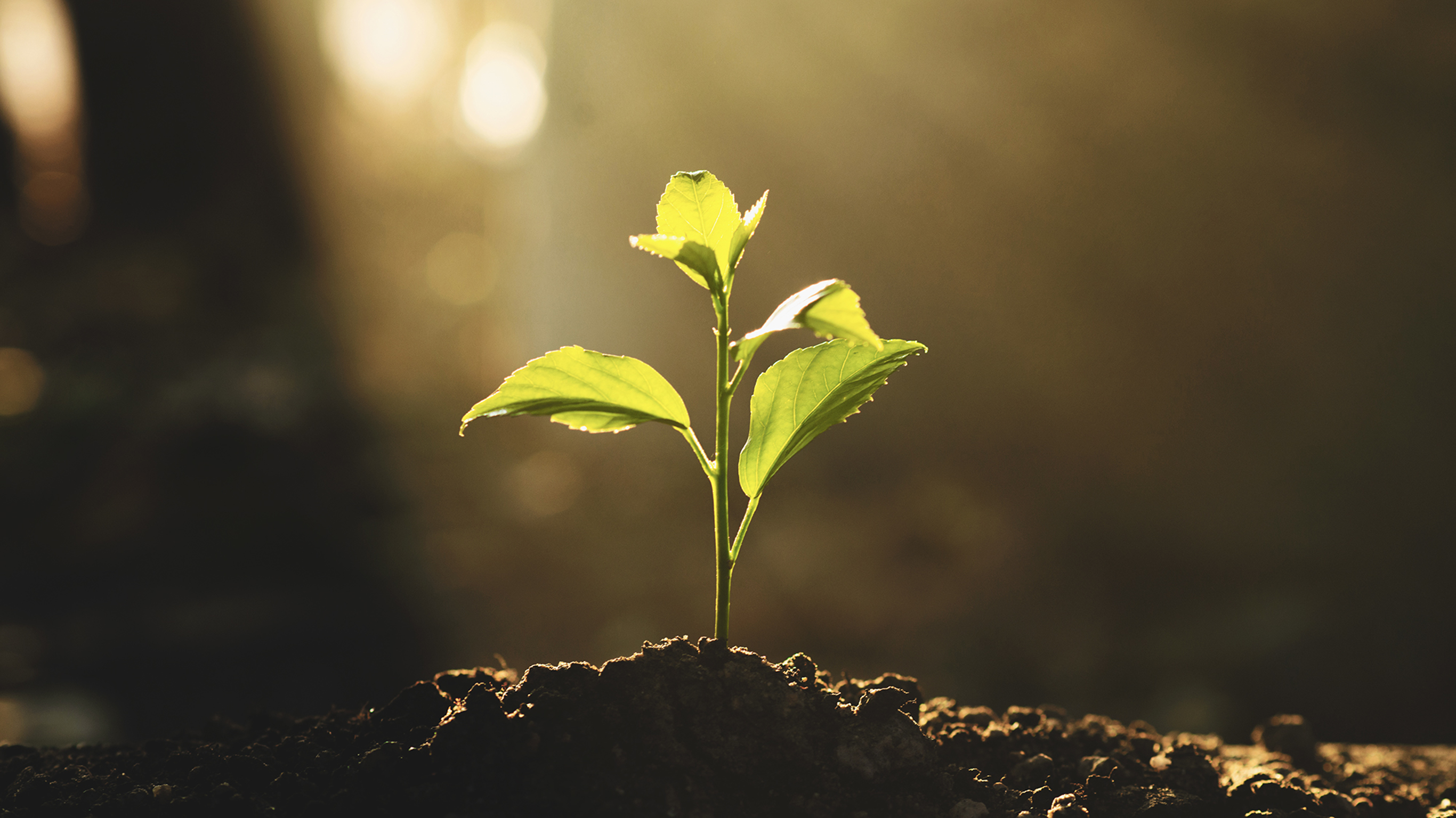 Meditation for kids: Planting a Garden with Taika