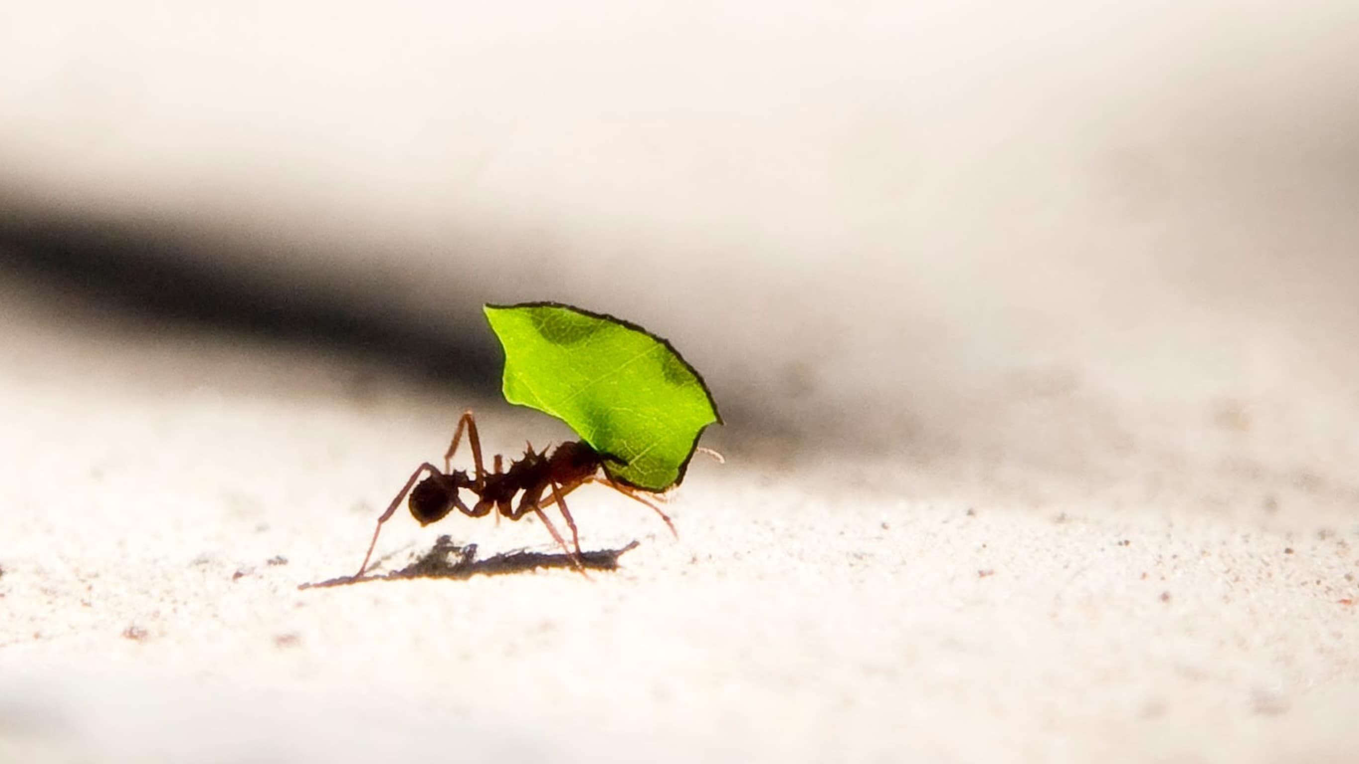 An ant carries a large leaf.