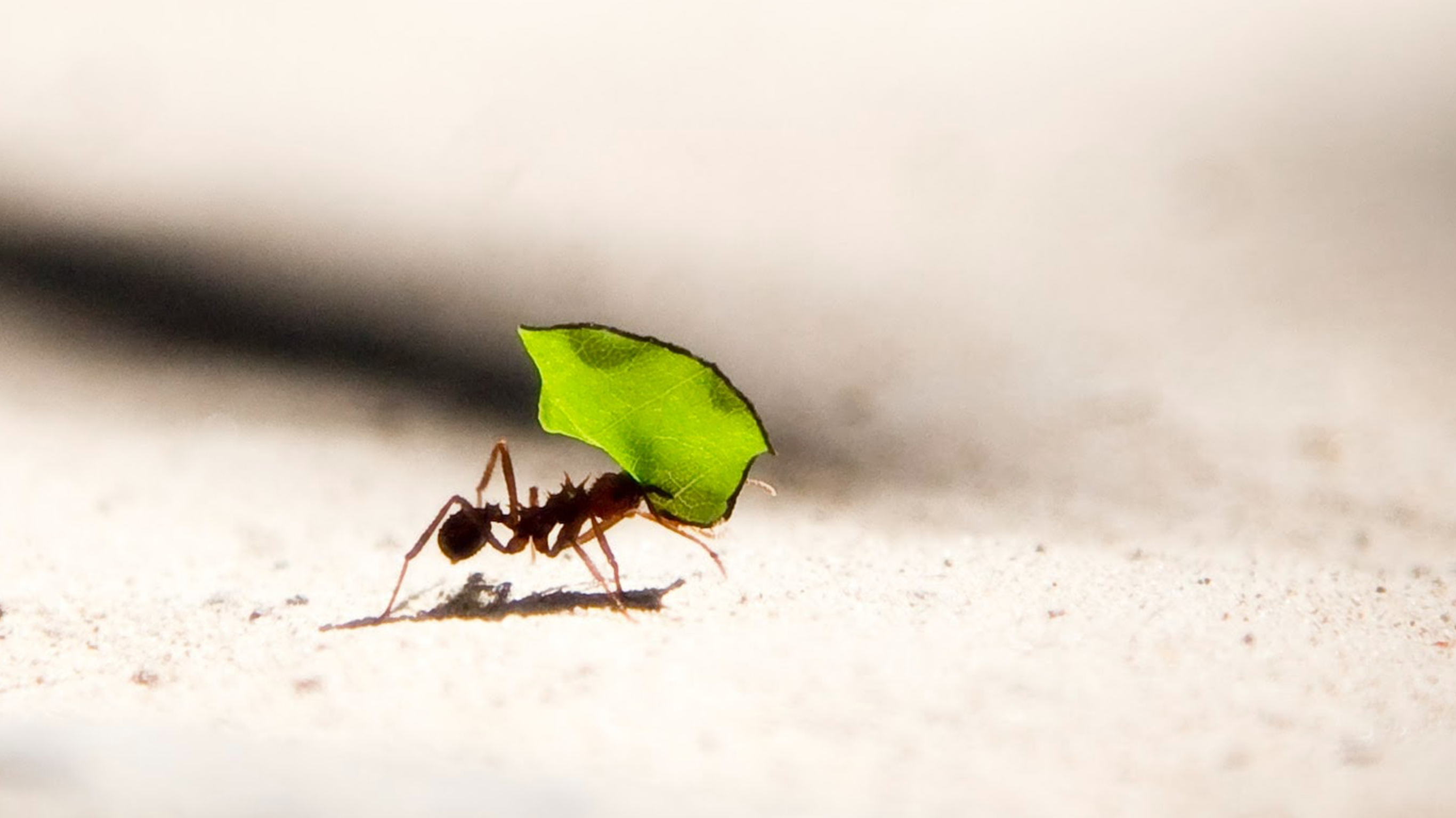 Meditation: Improve Your Resilience