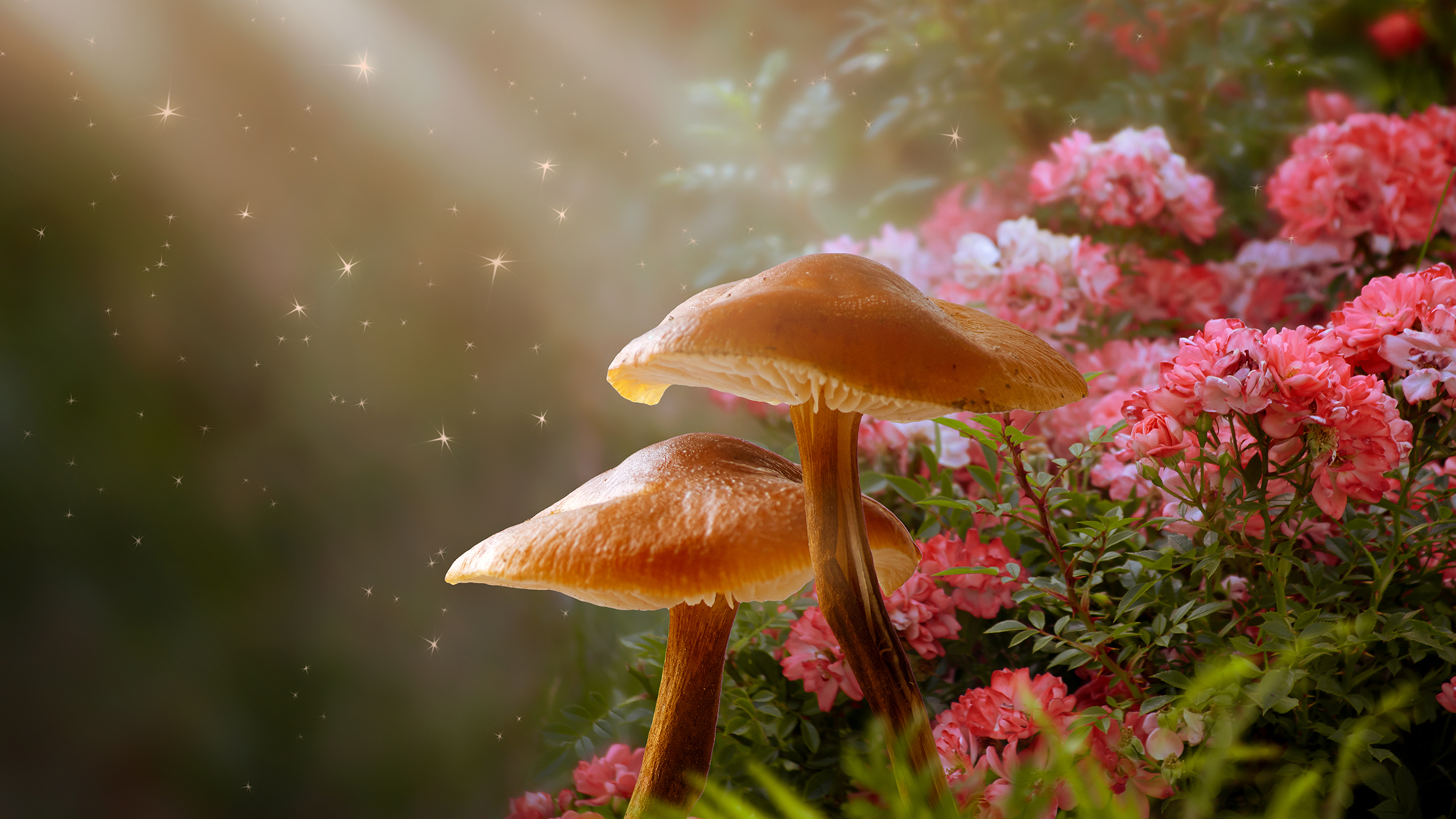 A magical close-up image of translucent brown mushrooms and pink flowers with green foliage in a forest,  with a sprinkle of stars around.