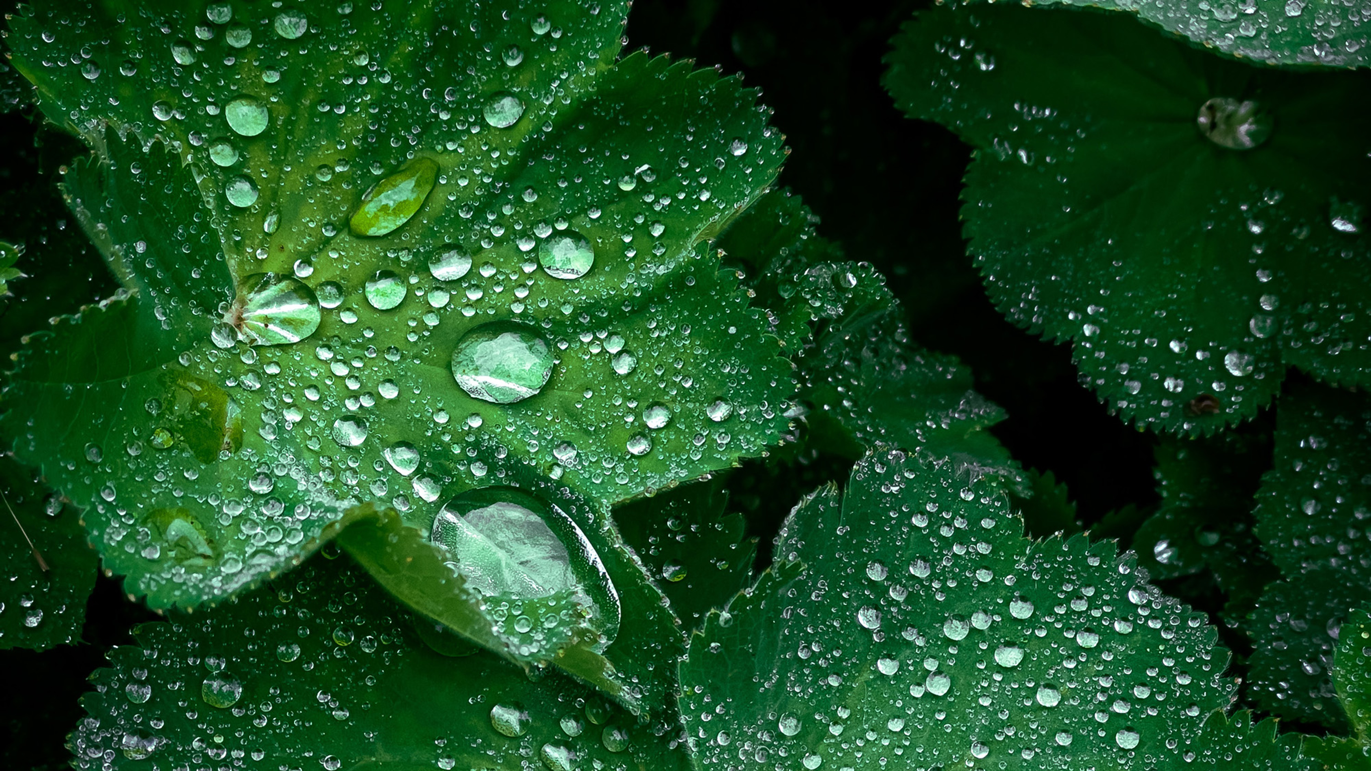 A close up image of raindrops on dark green leaves.
