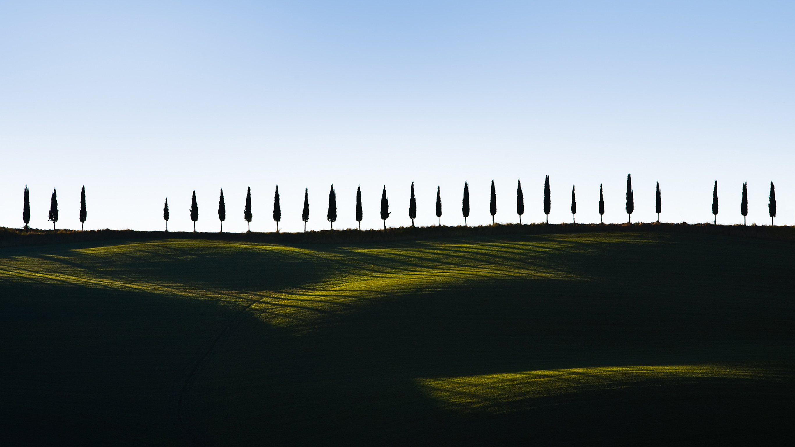A row of tall, slim trees on a hill. The trees are perfectly space apart except one tree is missing.