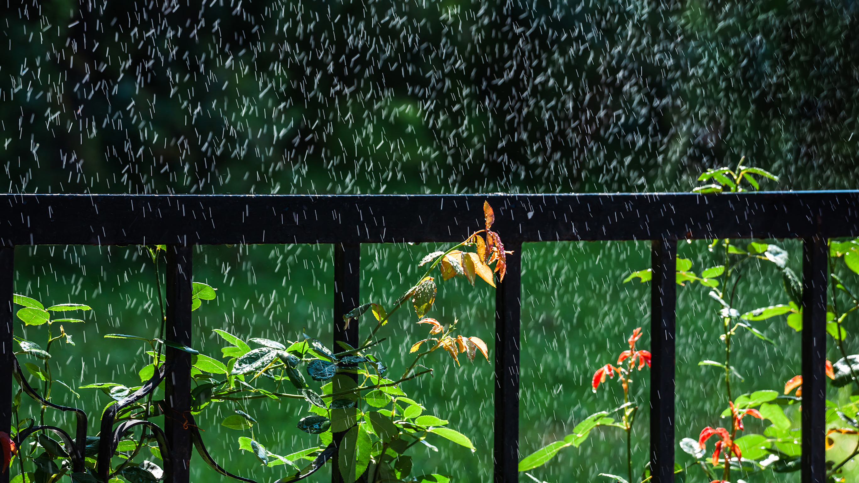 Raindrops falling on a lush, green garden, with plants poking through a fence.