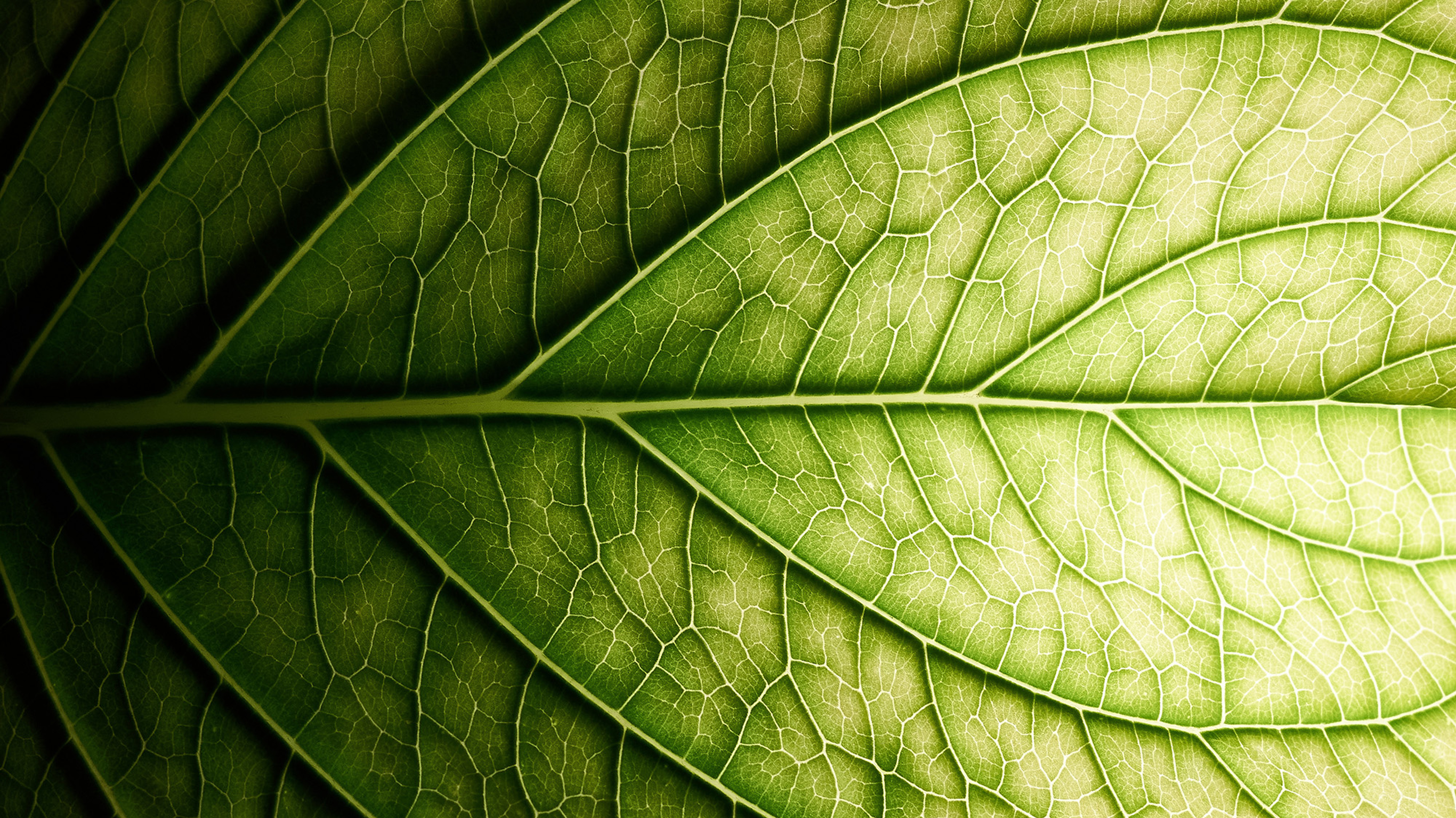 An image of a paper-textured background, with green shading.