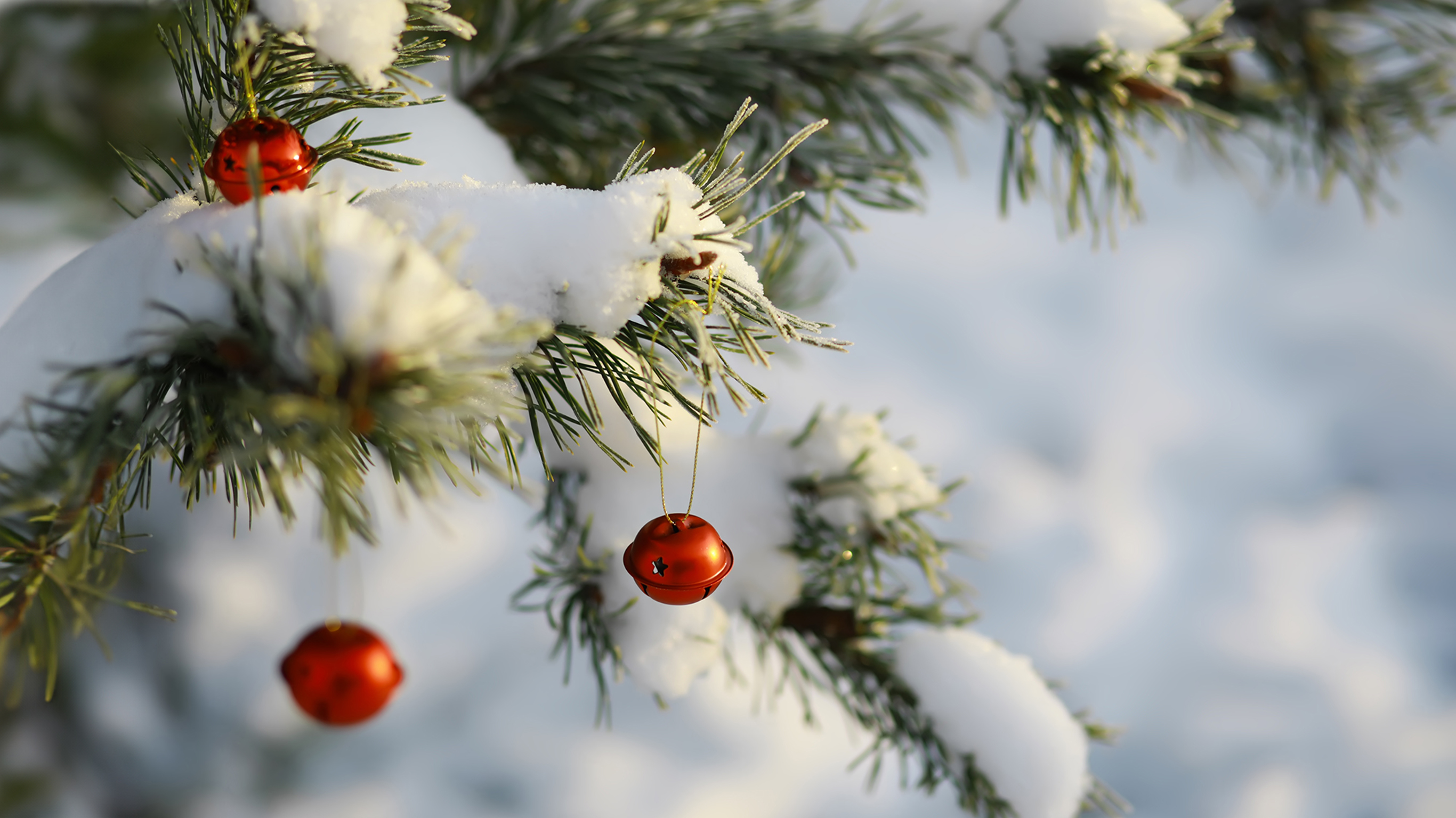 A pine tree decorated with baubles.