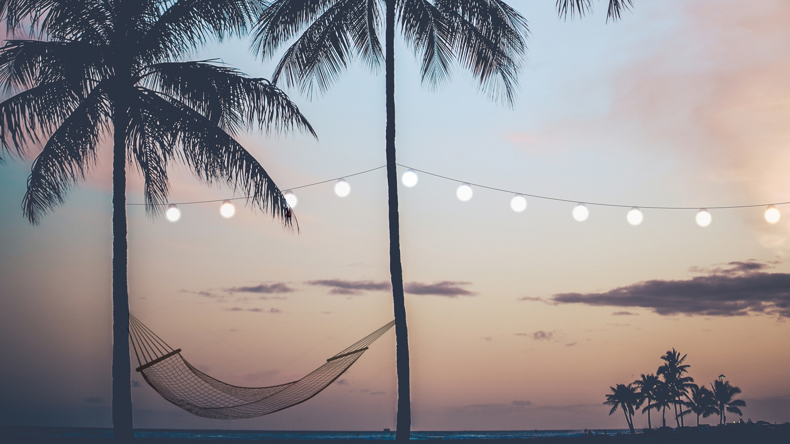 A palm tree on a beach.