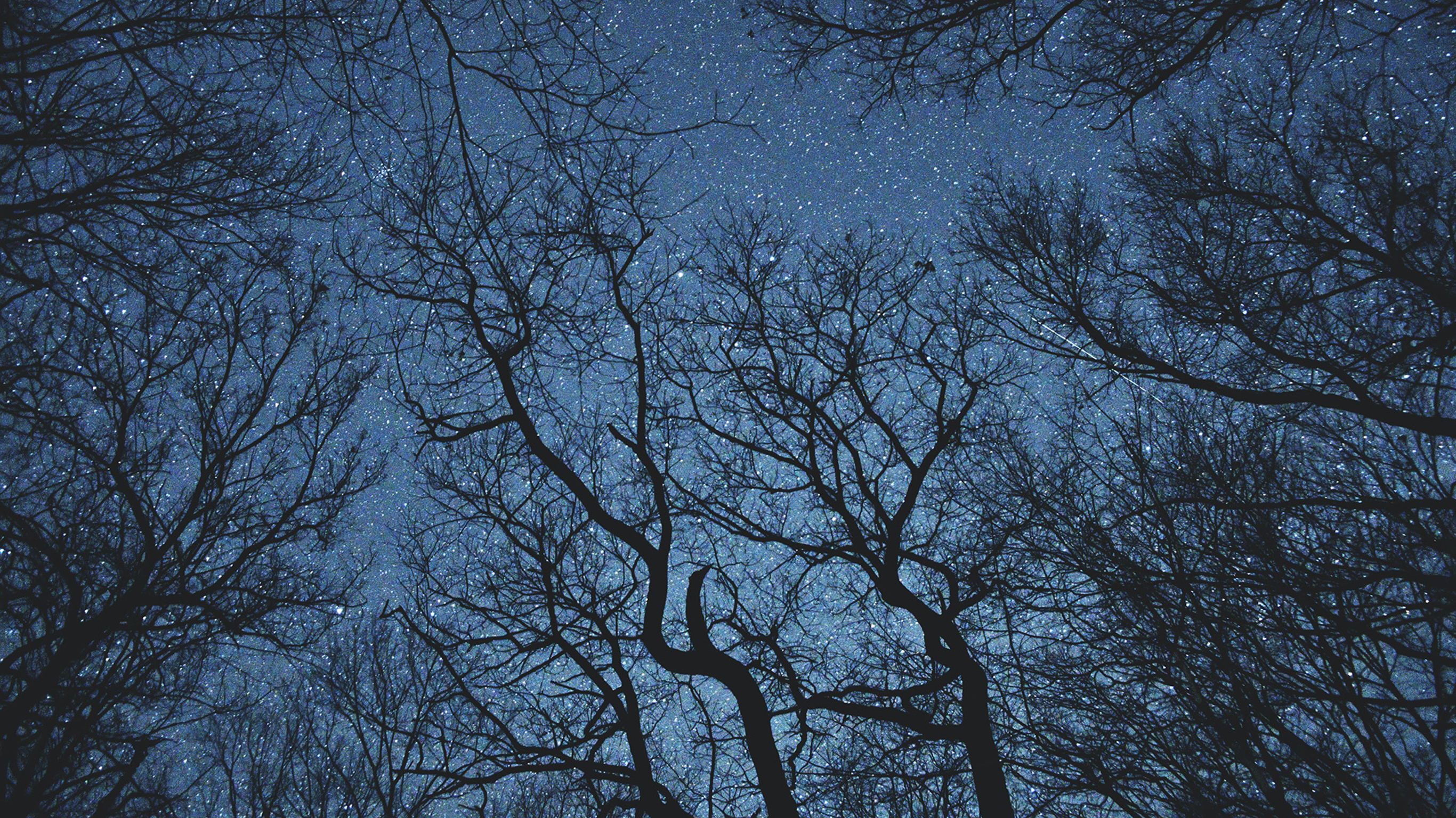 A photo of a starry evening sky through bare tree limbs.