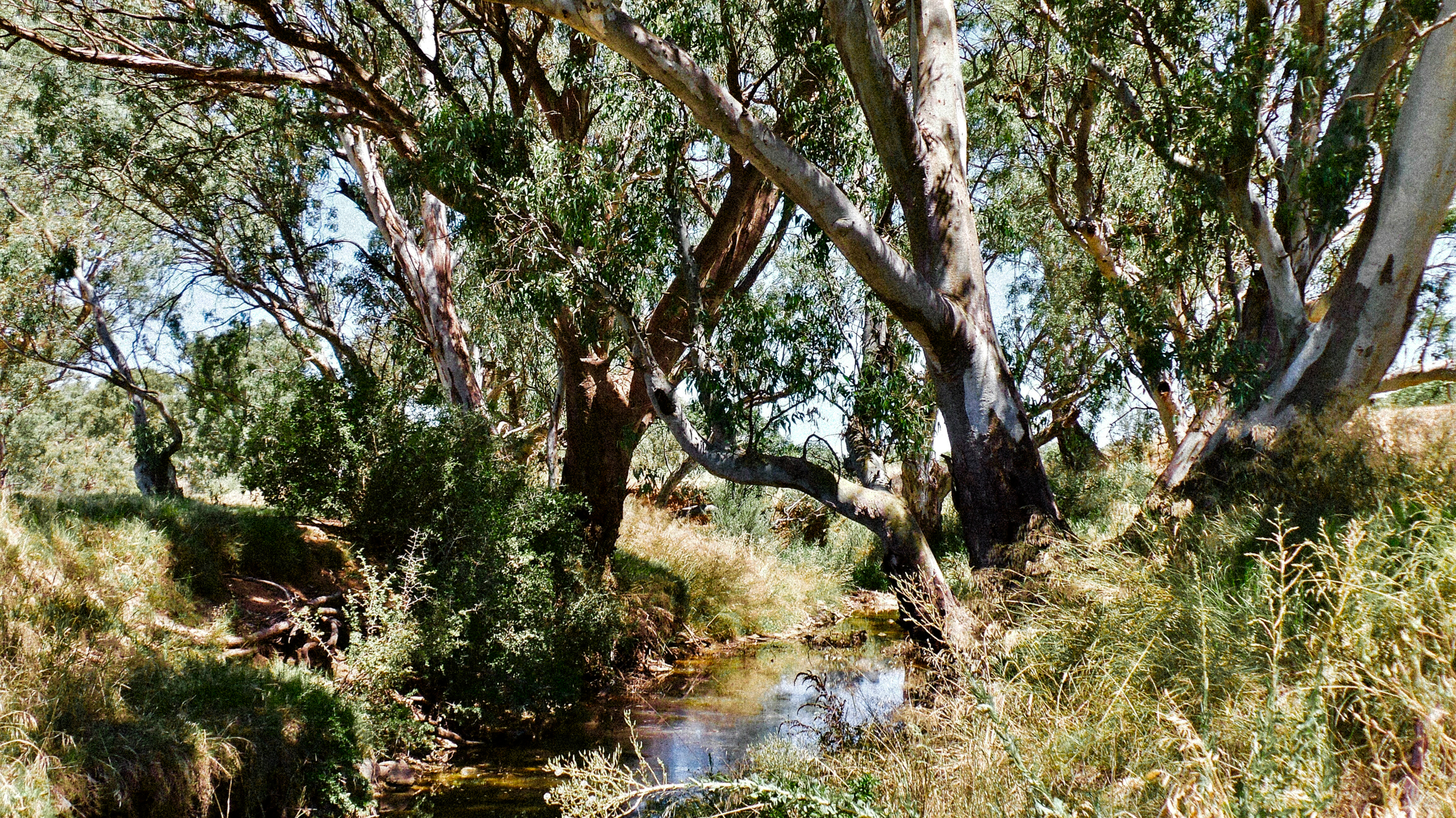 An image of a creek running through Australian bush.
