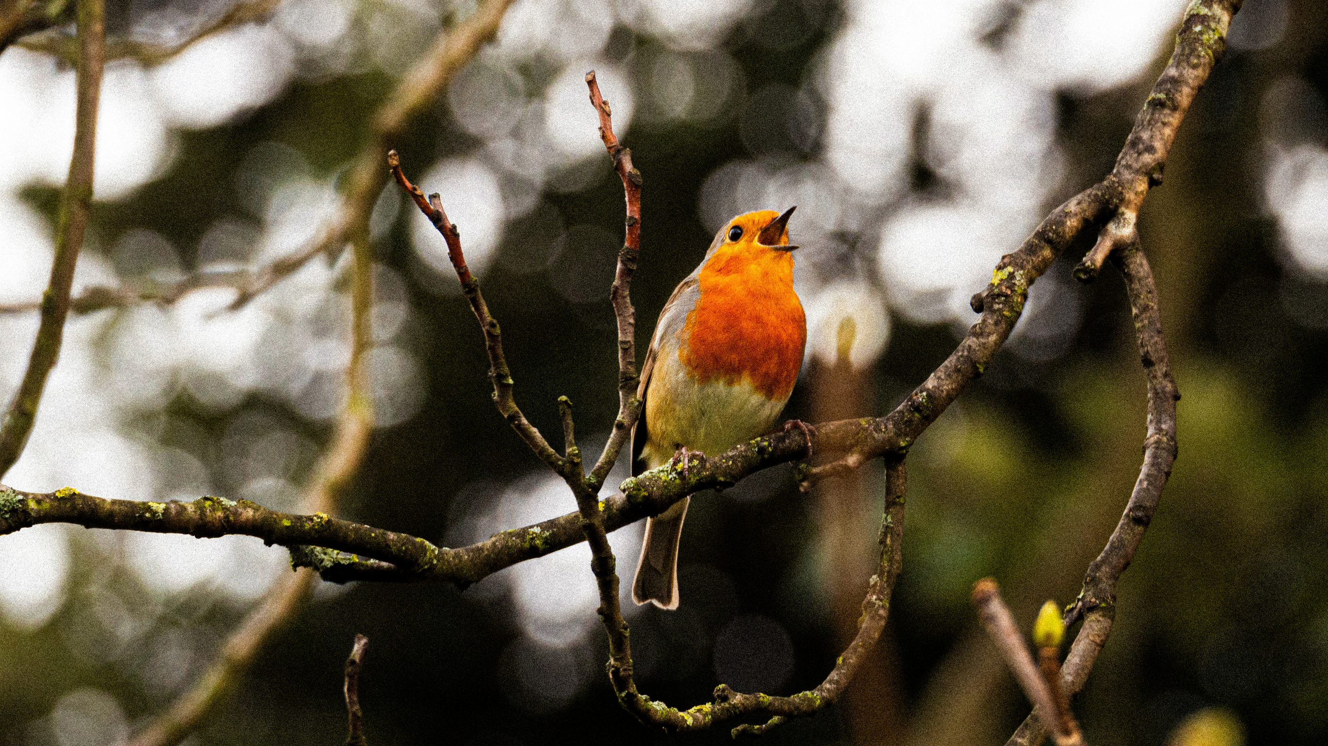 Birdsong