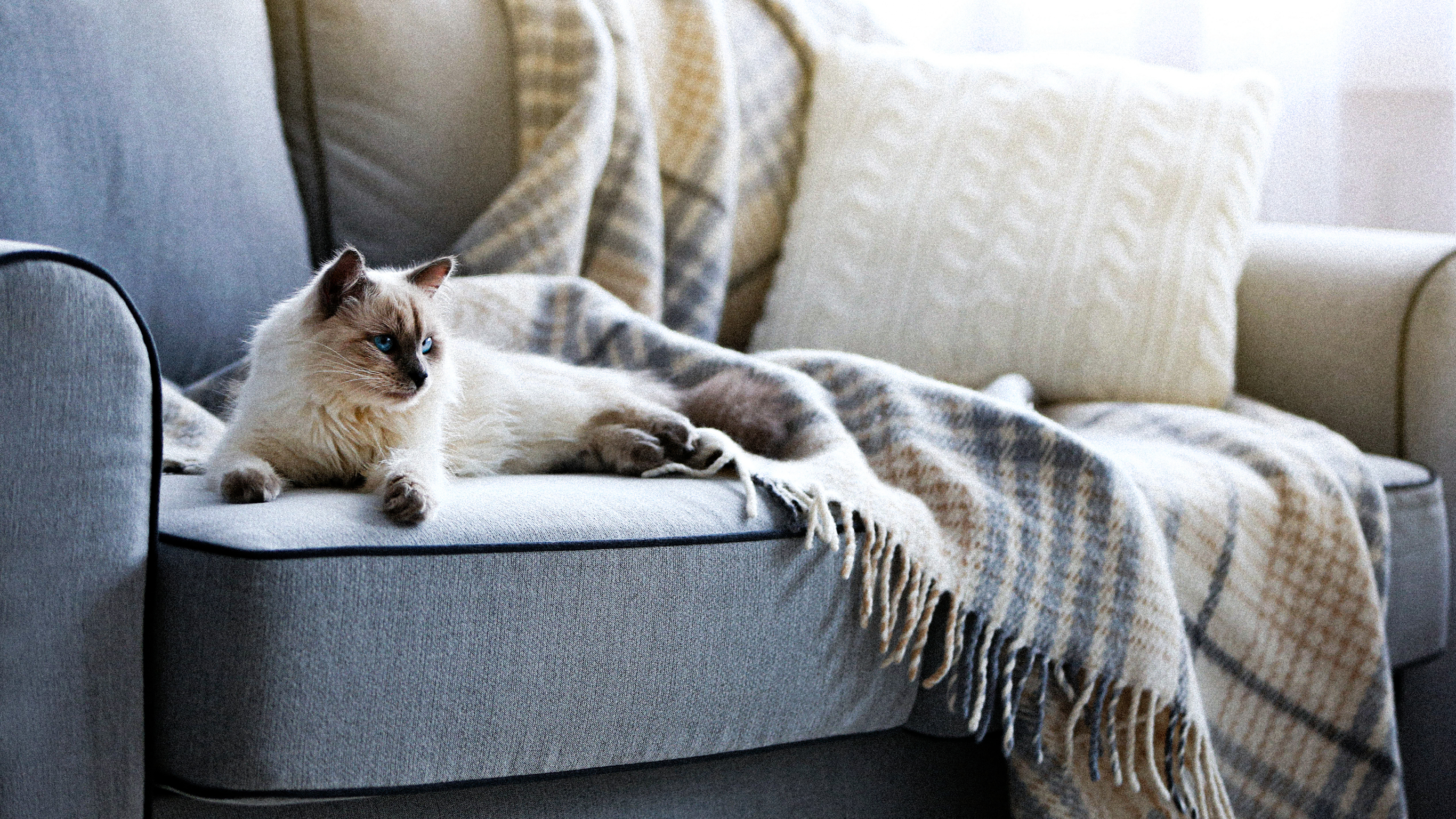 A lilac point Himalayan cat rests on a grey sofa, head up and looking alert.