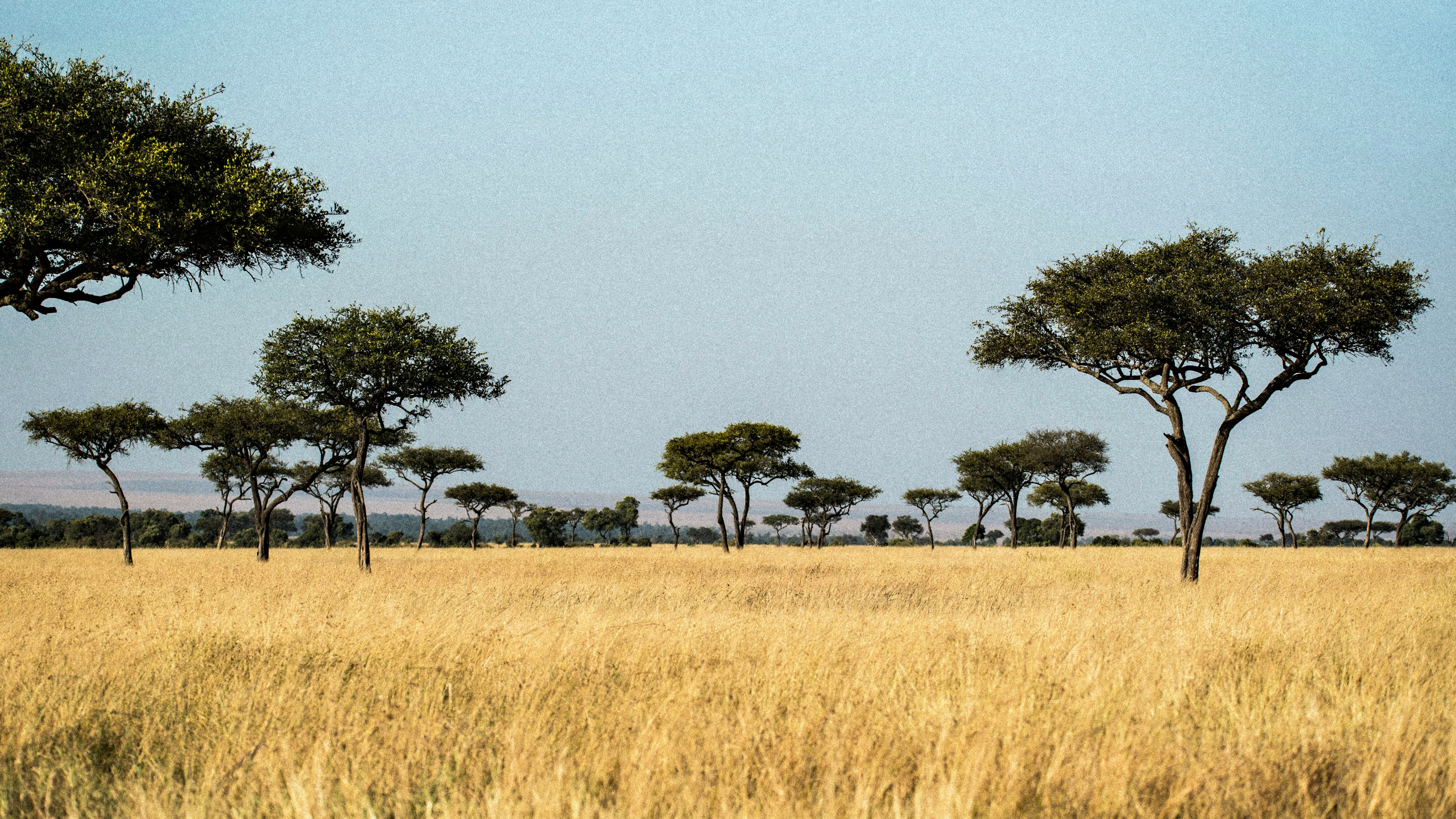 A view across the tops of tall yellow grass plains, with trees spotted through the grasslands.