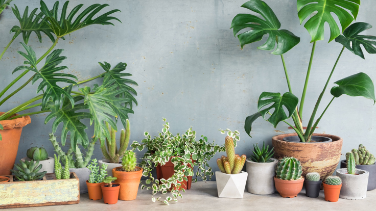 The surprising reason you need an indoor plant