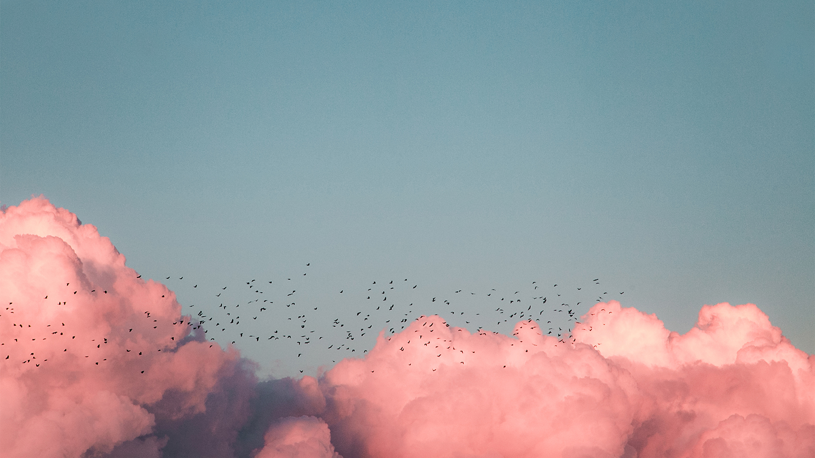 Pink, fluffy clouds with a flock of birds flying over them.